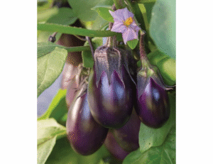 Burpee Patio Baby Eggplant Seeds 30 seeds