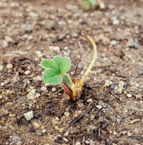 Bare Root Strawberry Plants from Hand Picked Nursery