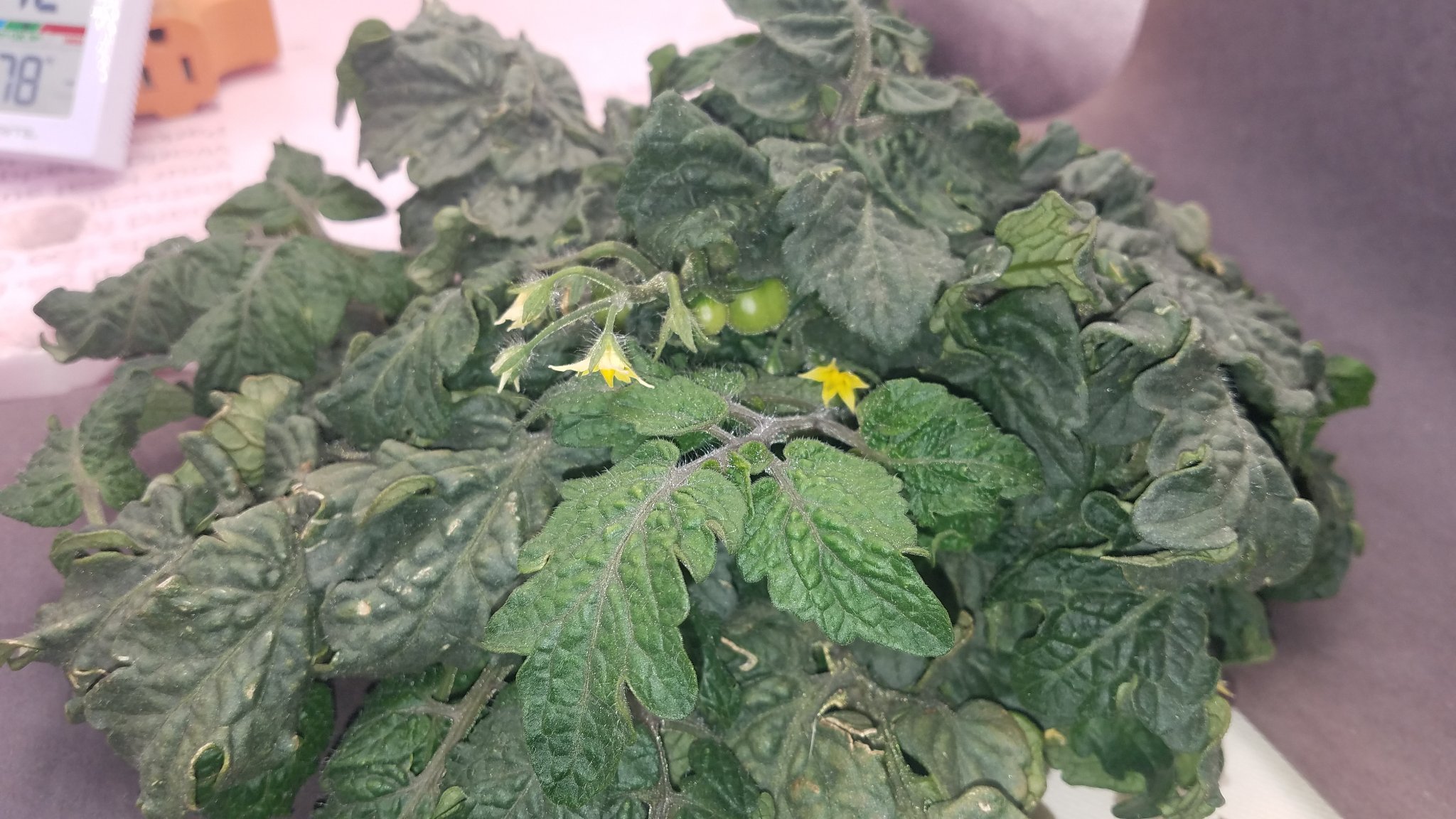 Update #7: Not sure what week this is, but It's Sunday 2/27/22 and my poor little dwarf plants are not looking the way I ha…