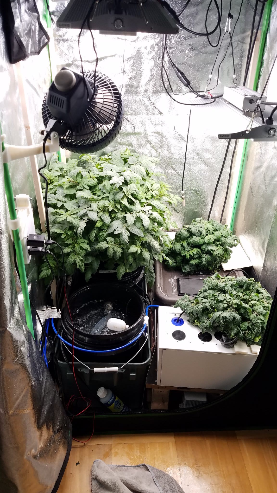 Update #11: This guy just keep blooming!! For the size of the plant the fruit load is just insane! I was not going to add Po…