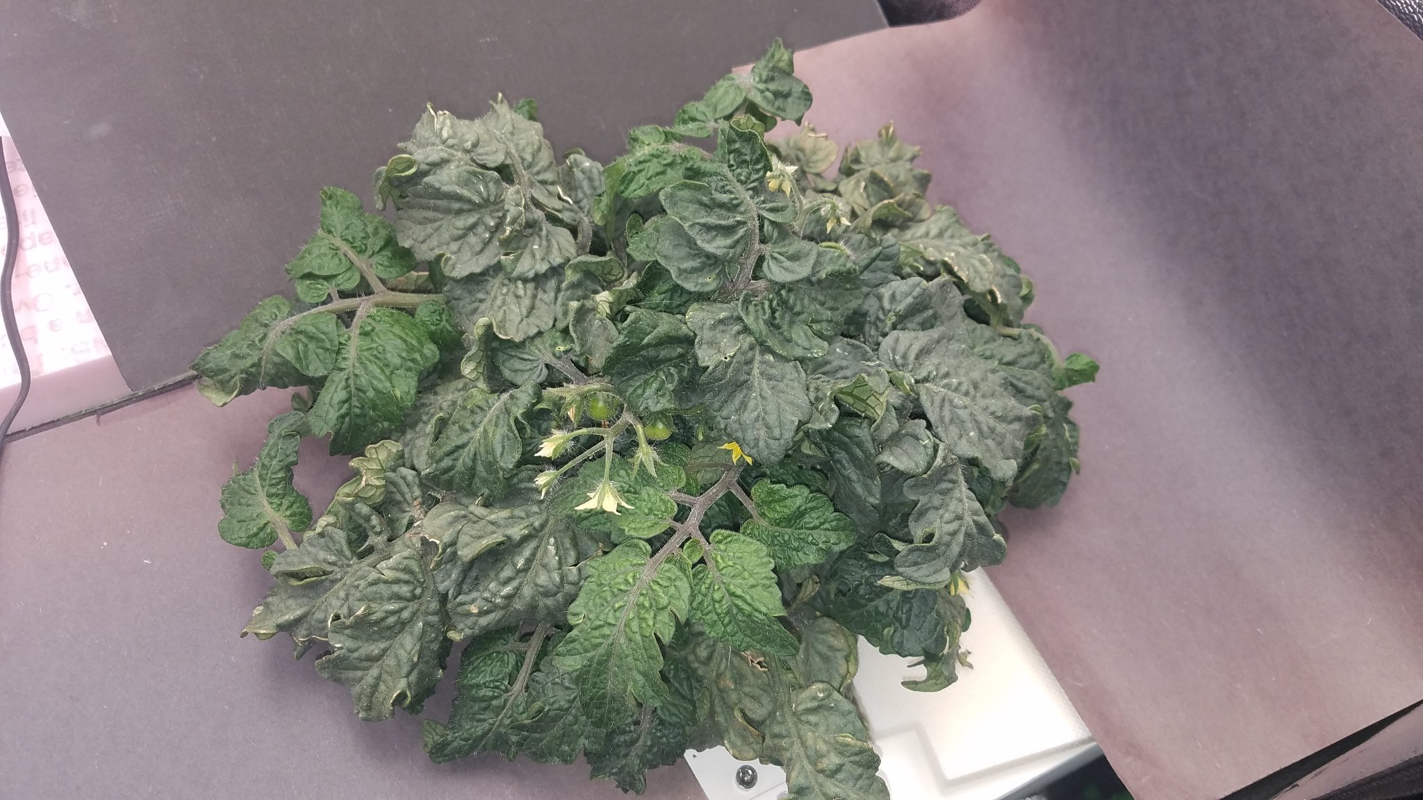 Update #7: Not sure what week this is, but It's Sunday 2/27/22 and my poor little dwarf plants are not looking the way I ha…