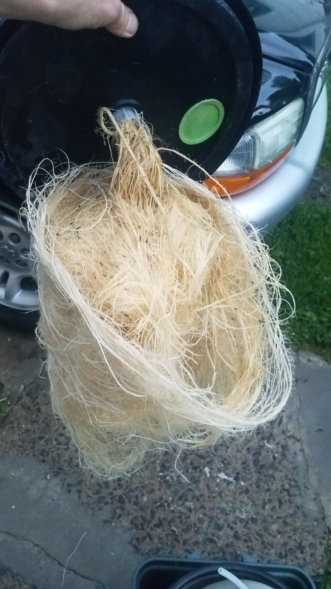 Update #15: This guy was just too big and bushy for the tent and the bucket was over flowing due to too many roots..The wate…