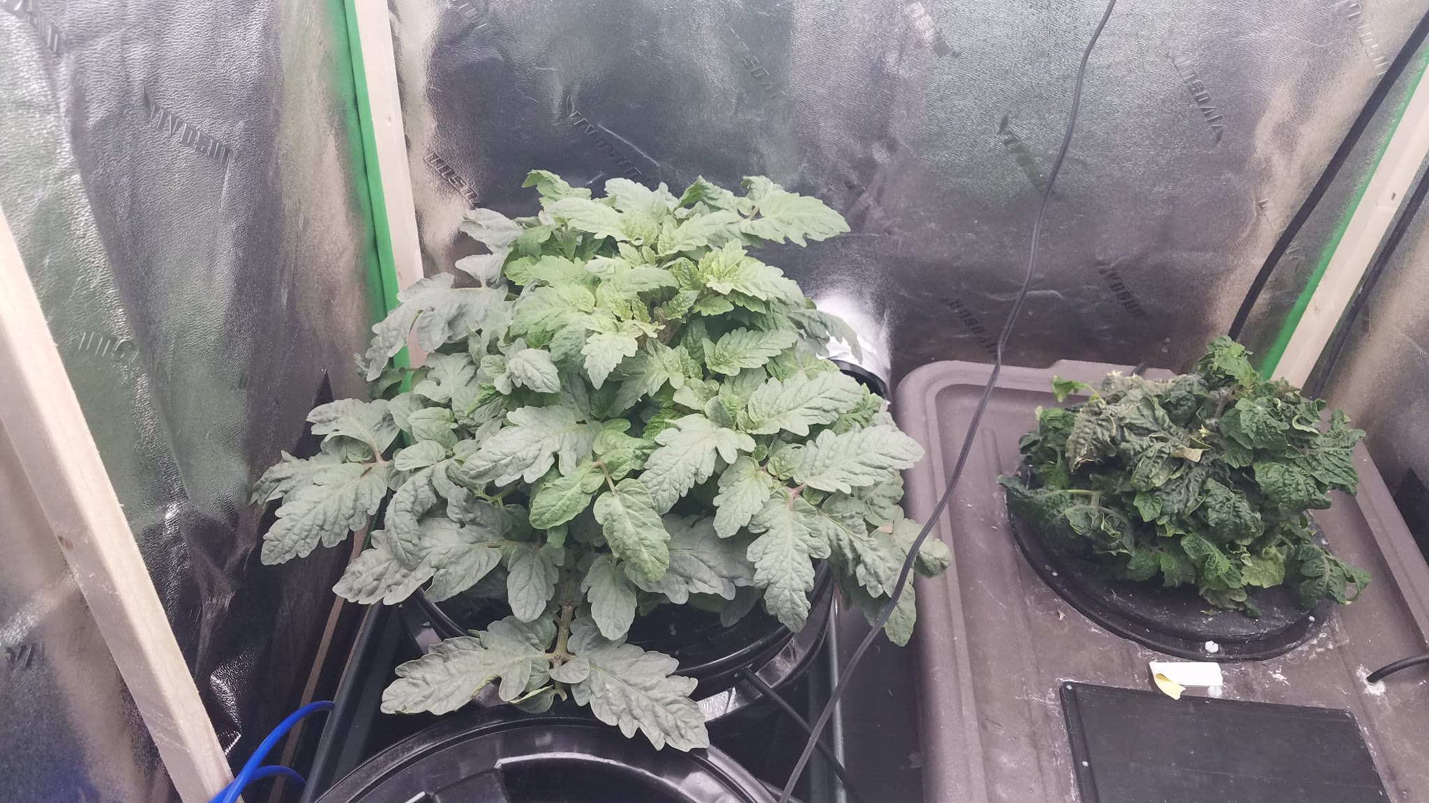 Update #6: I guess I forgot to update this on the 27th.. It is growing like a weed, no flowers open yet but soon!