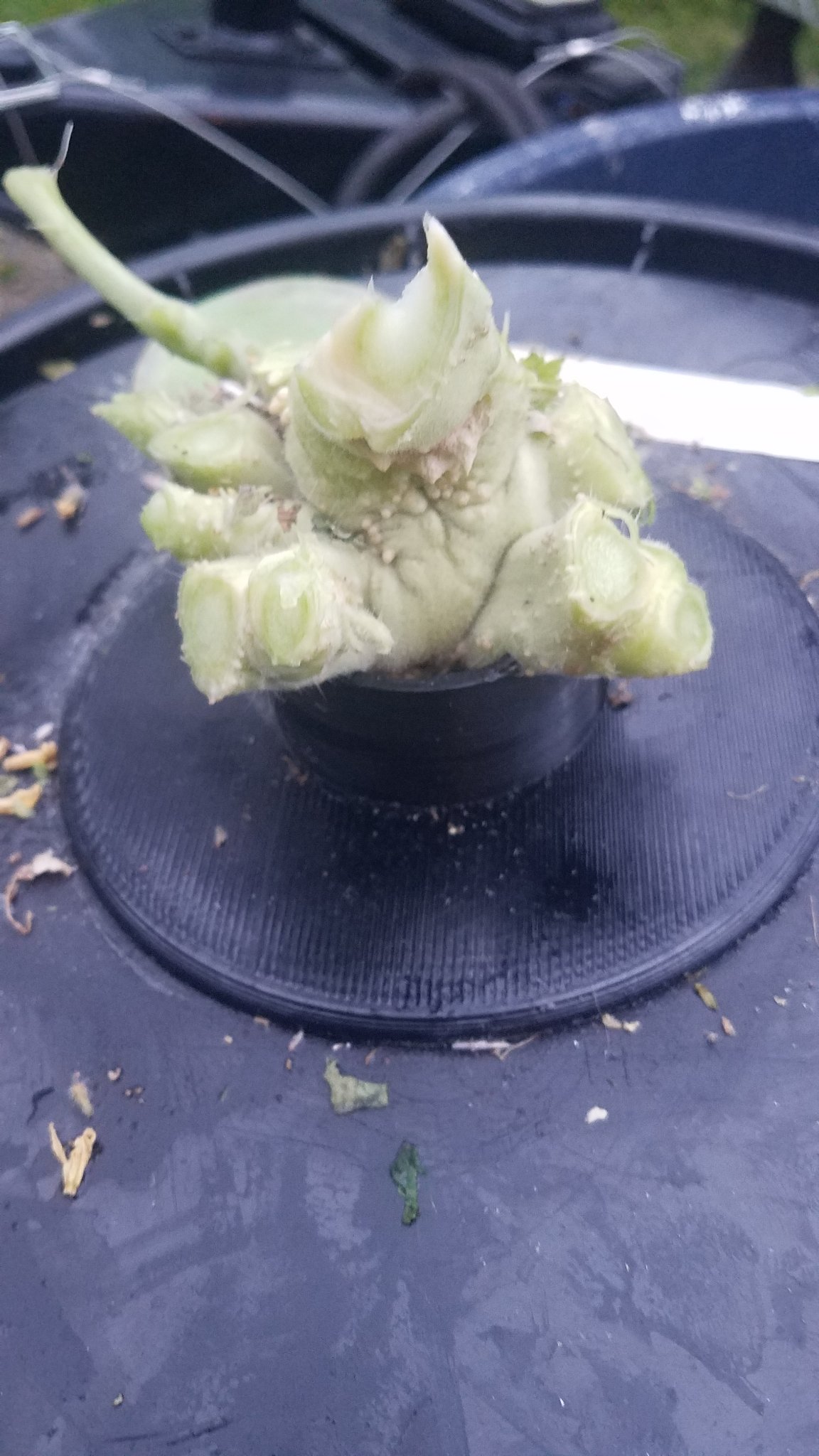 Update #15: This guy was just too big and bushy for the tent and the bucket was over flowing due to too many roots..The wate…