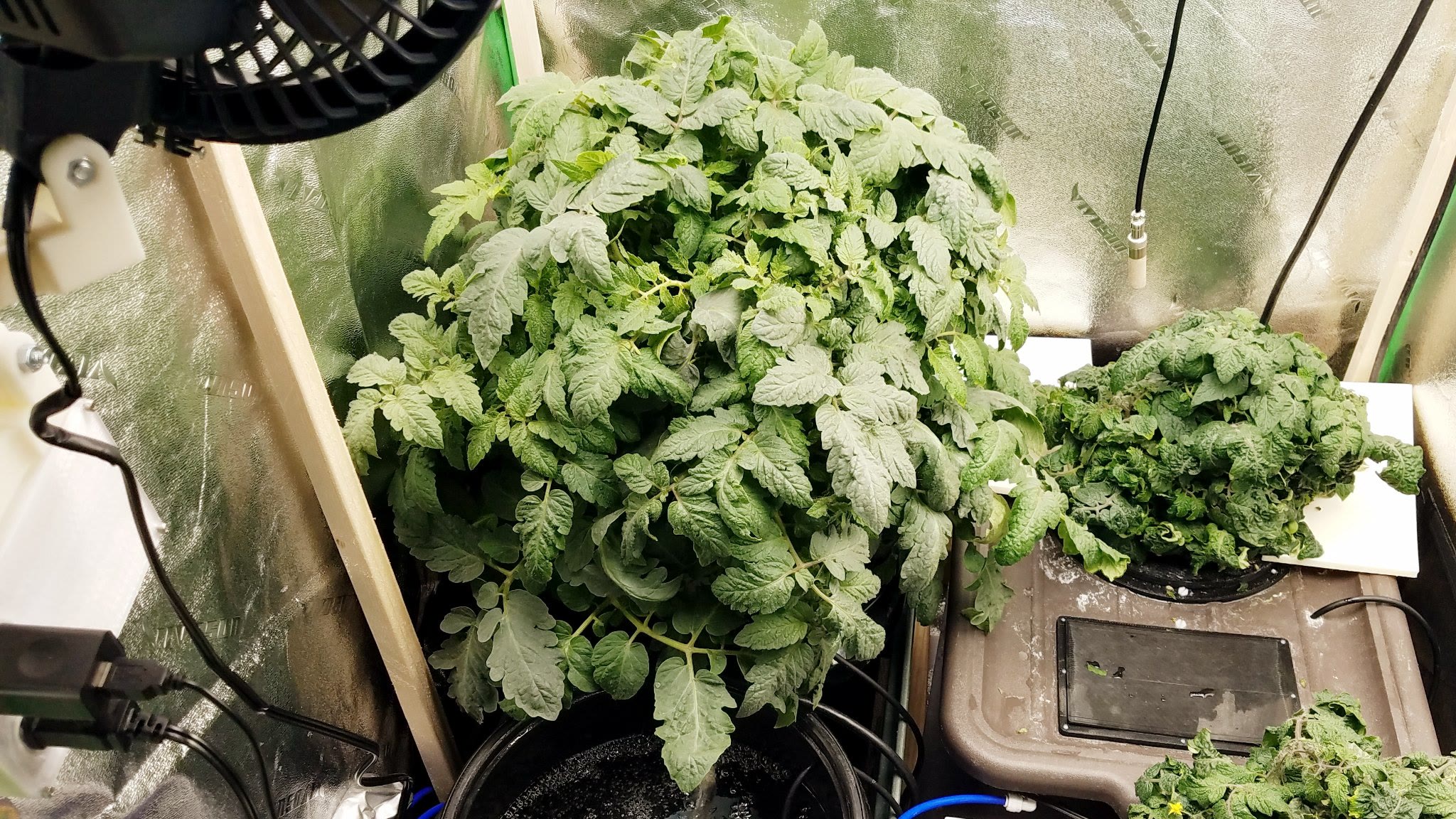 Nano Ciliegia Tomato in Recirculating Hydroponics: Excessive Growth and Early Termination