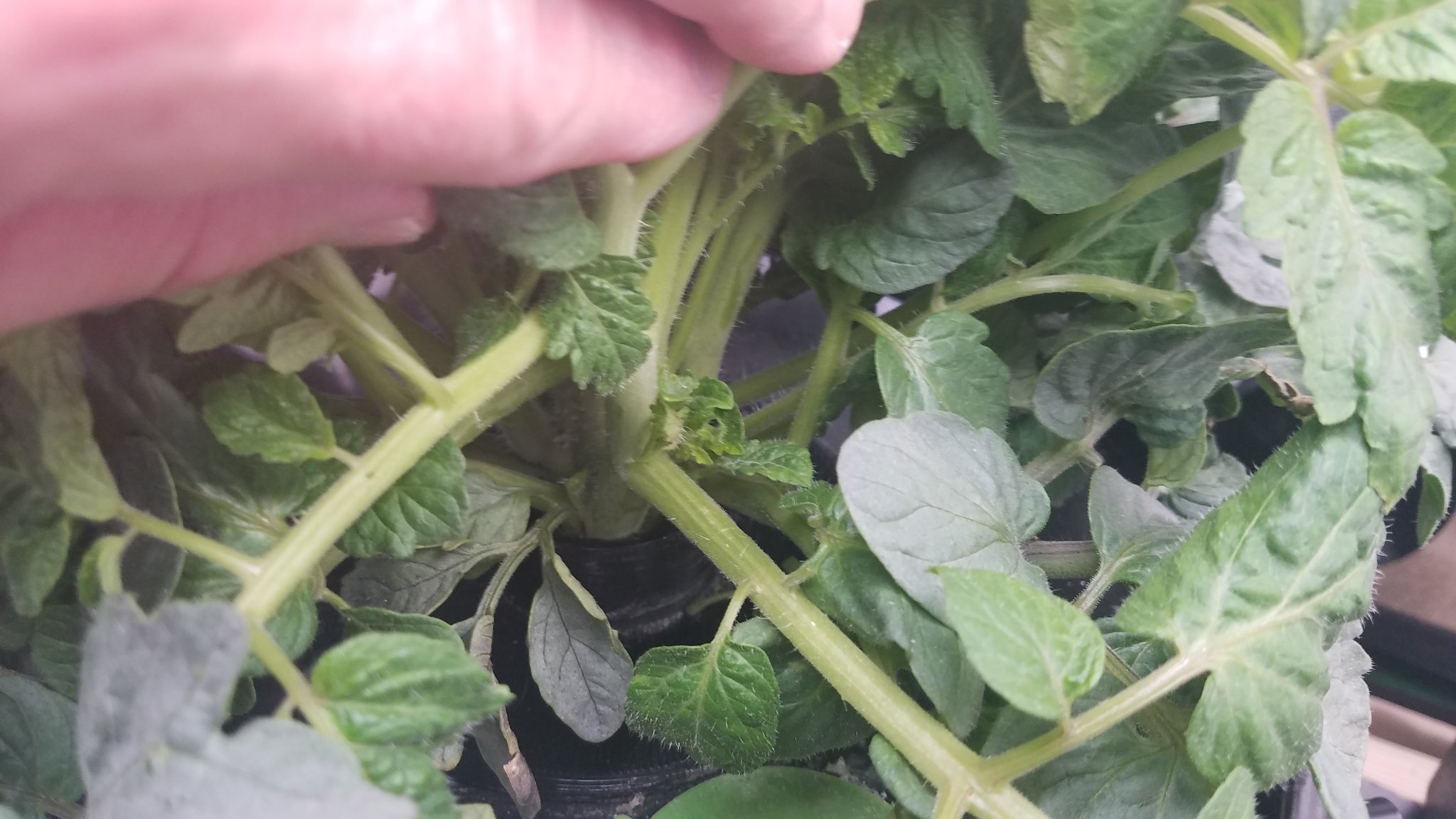 Update #6: I guess I forgot to update this on the 27th.. It is growing like a weed, no flowers open yet but soon!