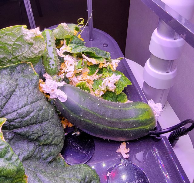 Dar Bush Cucumber in an AeroGarden Bounty