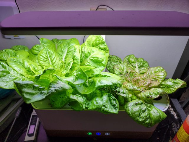 Yedikule and Forellenschluss Lettuce in a Harvest Slim