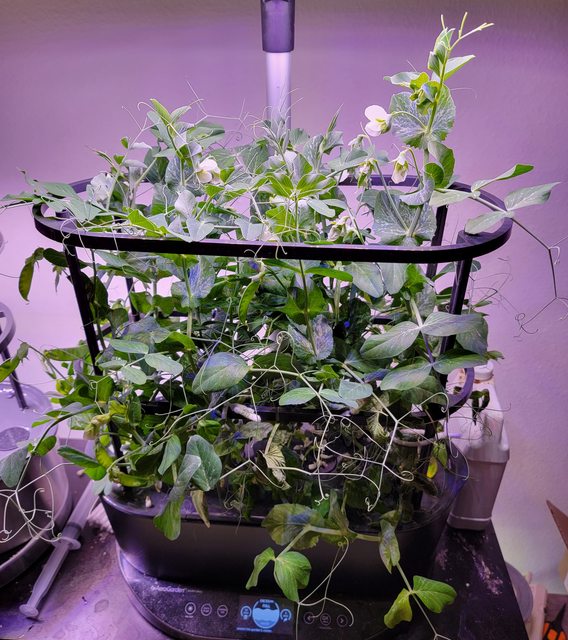 Kelvedon Wonder Peas in an AeroGarden Bounty
