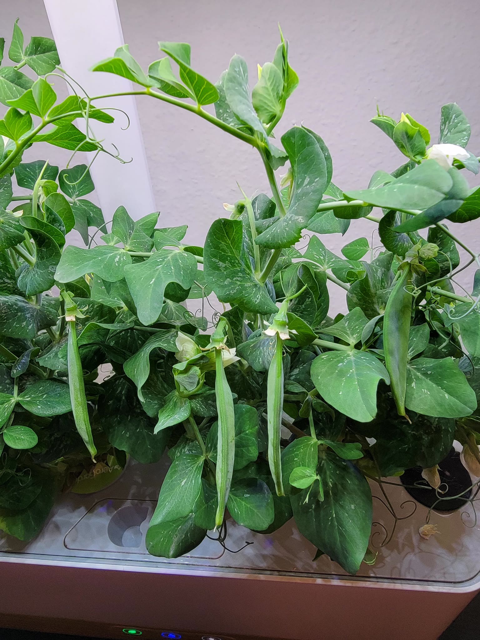 Update #1: I've been growing Tom Thumb peas in my Harvest Slim, and today I caught them holding hands! I'll leave them to i…