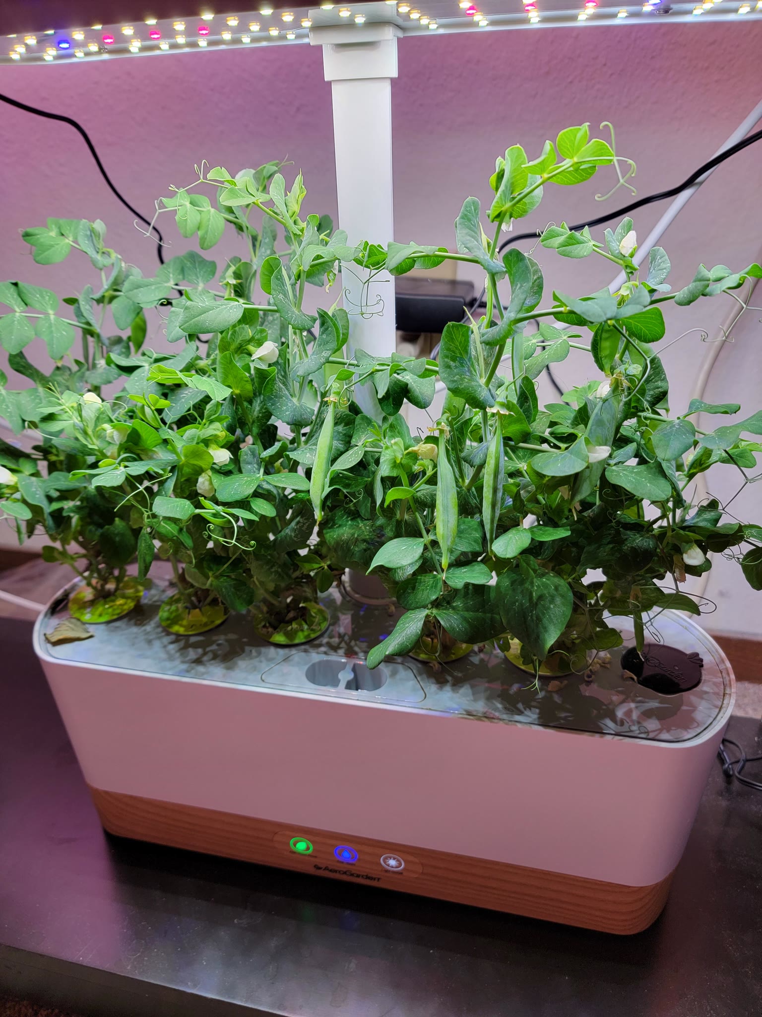 Tom Thumb Peas in an AeroGarden Harvest Slim