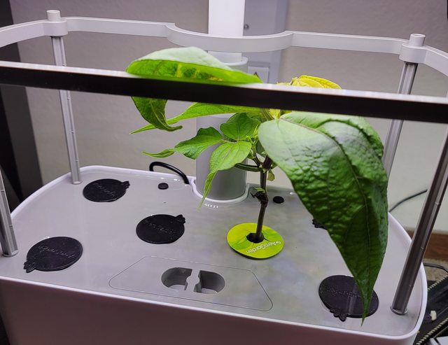 Provider Green Beans in an AeroGarden Harvest XL