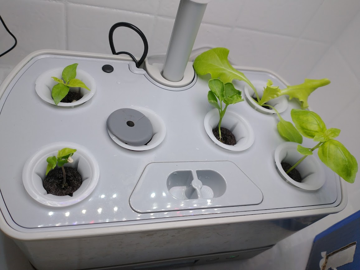 Mixed Lettuce, Kale, Basil, and Hot Pepper Harvest Trial
