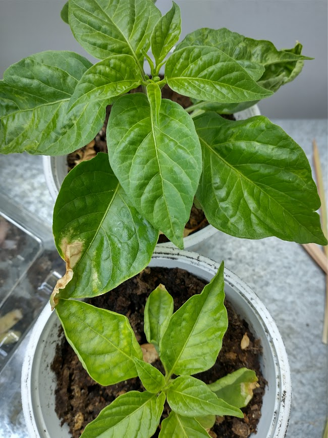 Update #5: One of the peppers is getting flower buds! Is it normal for peppers to be getting buds at this small size?