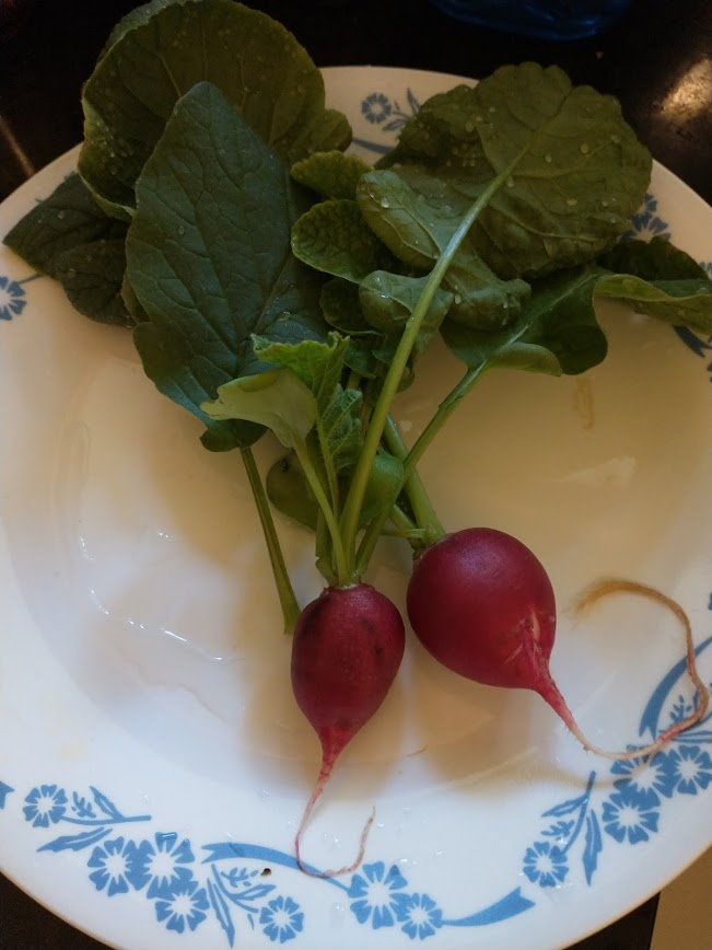 Update #5: Ok ready to taste test! April 28 (Day 24) it's early according to the packets but two of the radishes are ready.…