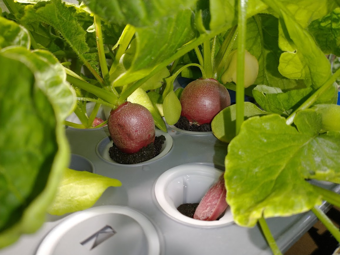 German Giant and Cherry Giant Radishes