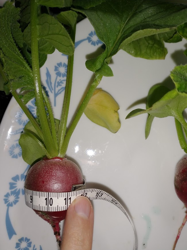 Update #5: Ok ready to taste test! April 28 (Day 24) it's early according to the packets but two of the radishes are ready.…