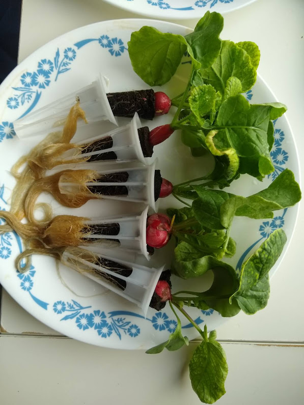 Update #5: After 2.5 weeks I had to harvest early, because the cellulose sponges were starting to decompose. The roots were…