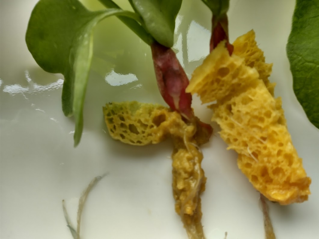 Update #5: After 2.5 weeks I had to harvest early, because the cellulose sponges were starting to decompose. The roots were…