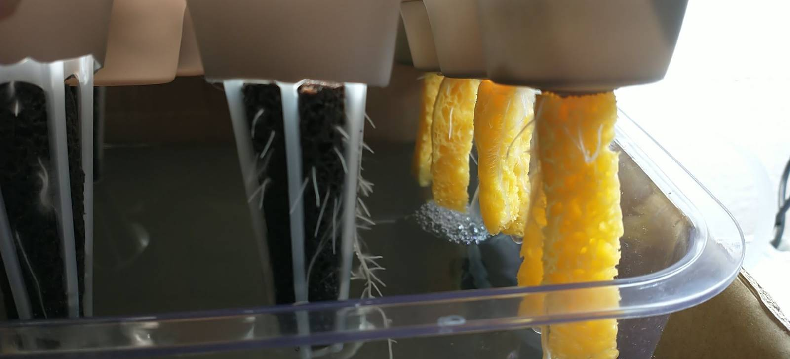 Update #2: Here's the first look at the seedlings for each type. The sponges were two long strips with a seed in between. A…