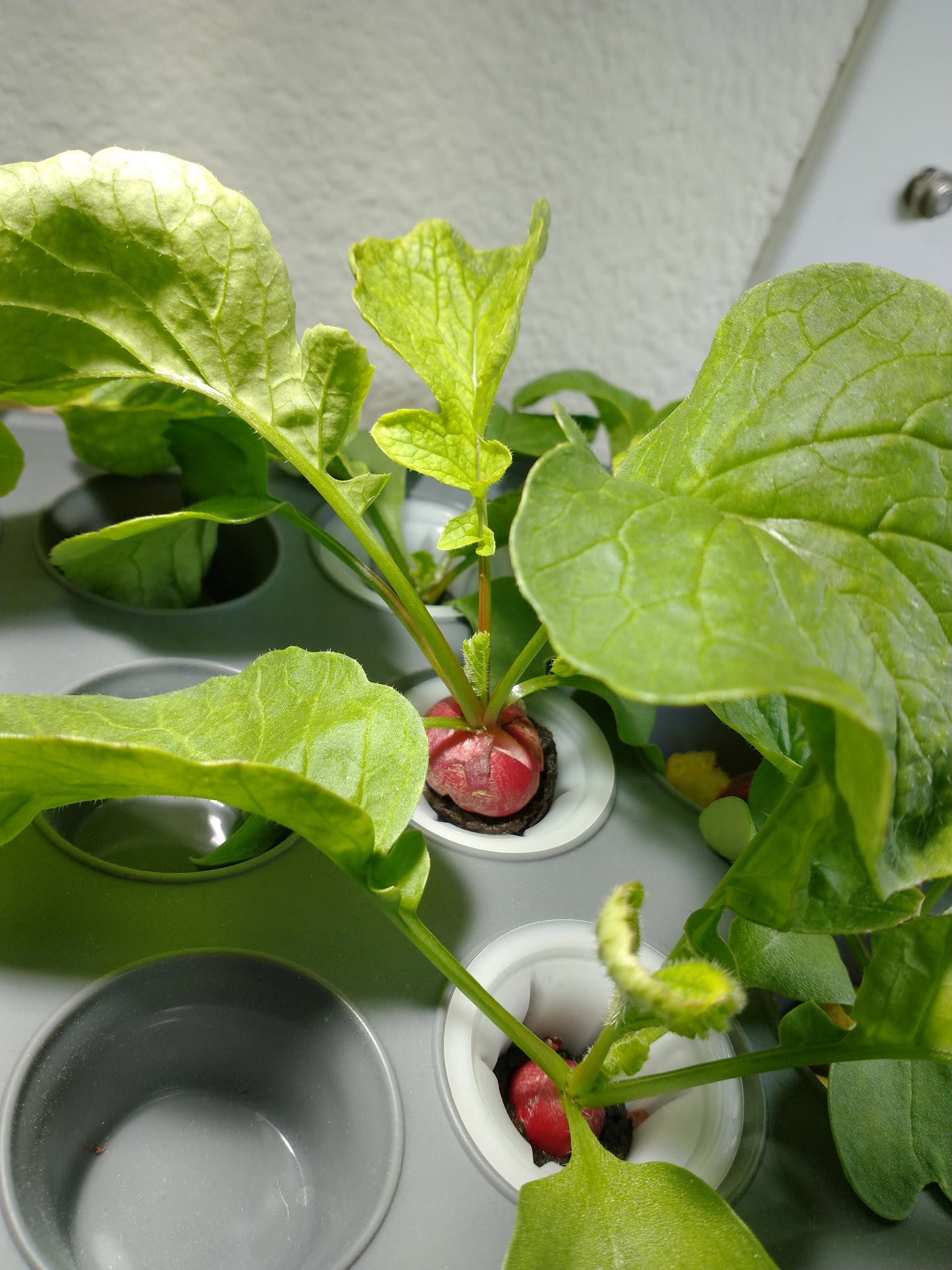 Cherry Giant Radish Sponge-Media Trial in a DIY Hydroponic Bucket