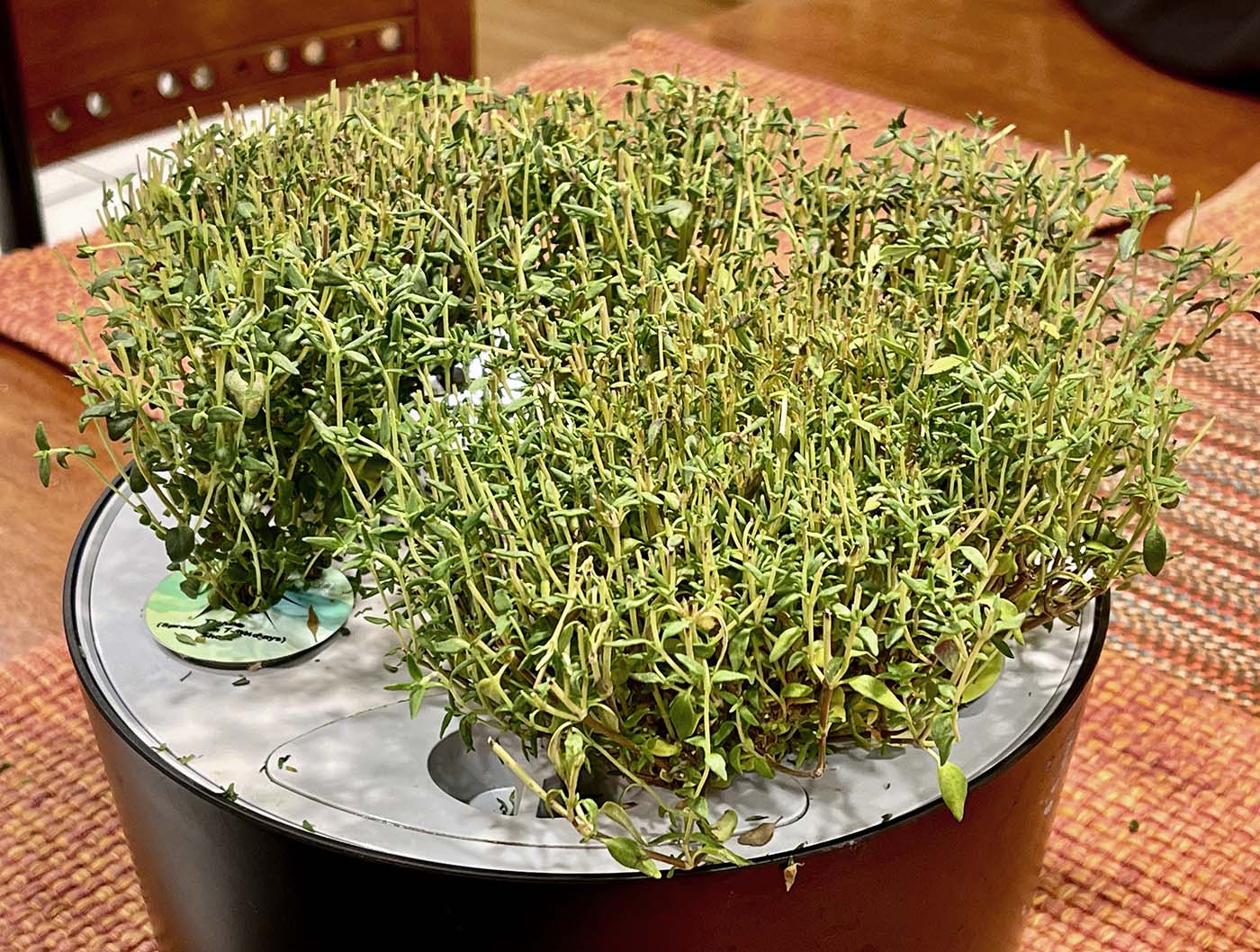 Thyme Monoculture in an AeroGarden Harvest 360
