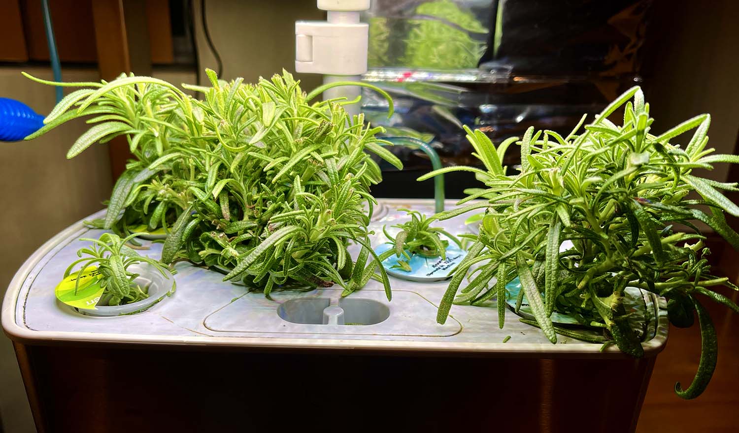 Update #5: December 30, 2022It got a haircut today. Made room for the little ones to get some light.