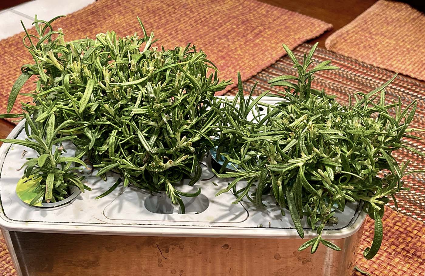 Update #6: January 22, 2023Today was water change and trim day.animationresources.org/stuff/012223rosemarybush.jpganimation…