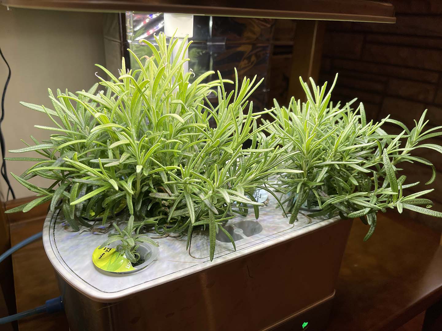 Rosemary Monoculture in an AeroGarden Harvest Elite