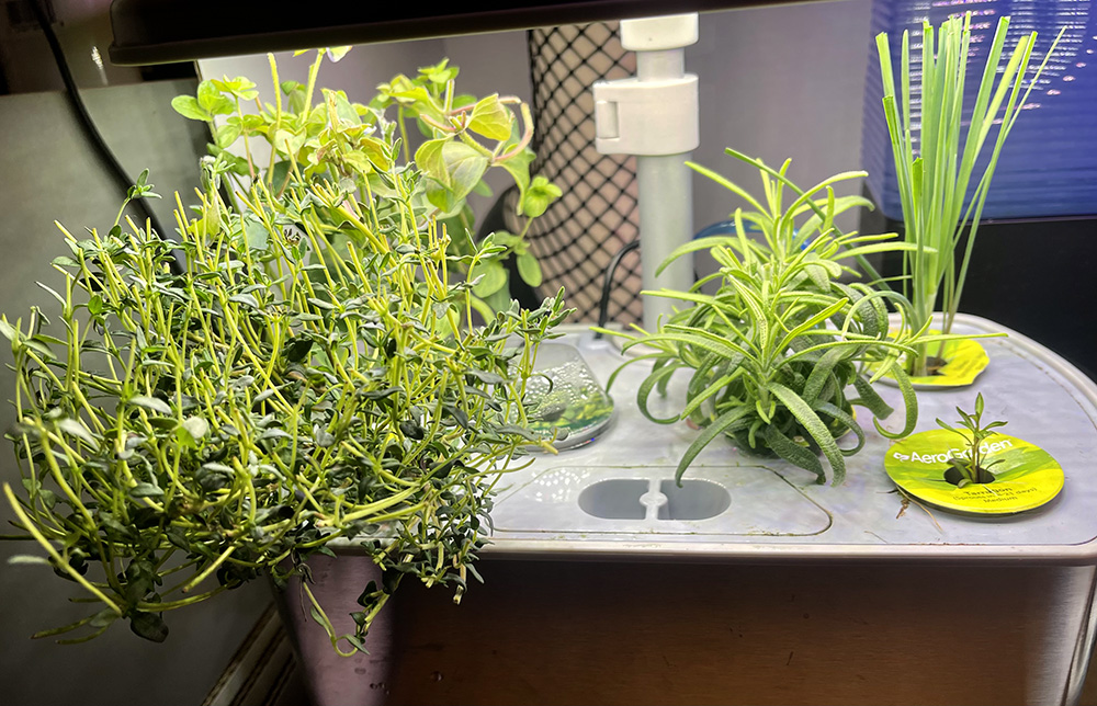 Mixed Herb Garden in an AeroGarden Harvest Elite