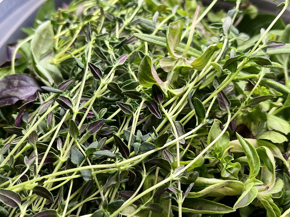 Update #5: September 1st, 2021I was changing water and adding nutrients today, so I took the opportunity to trim stuff back…