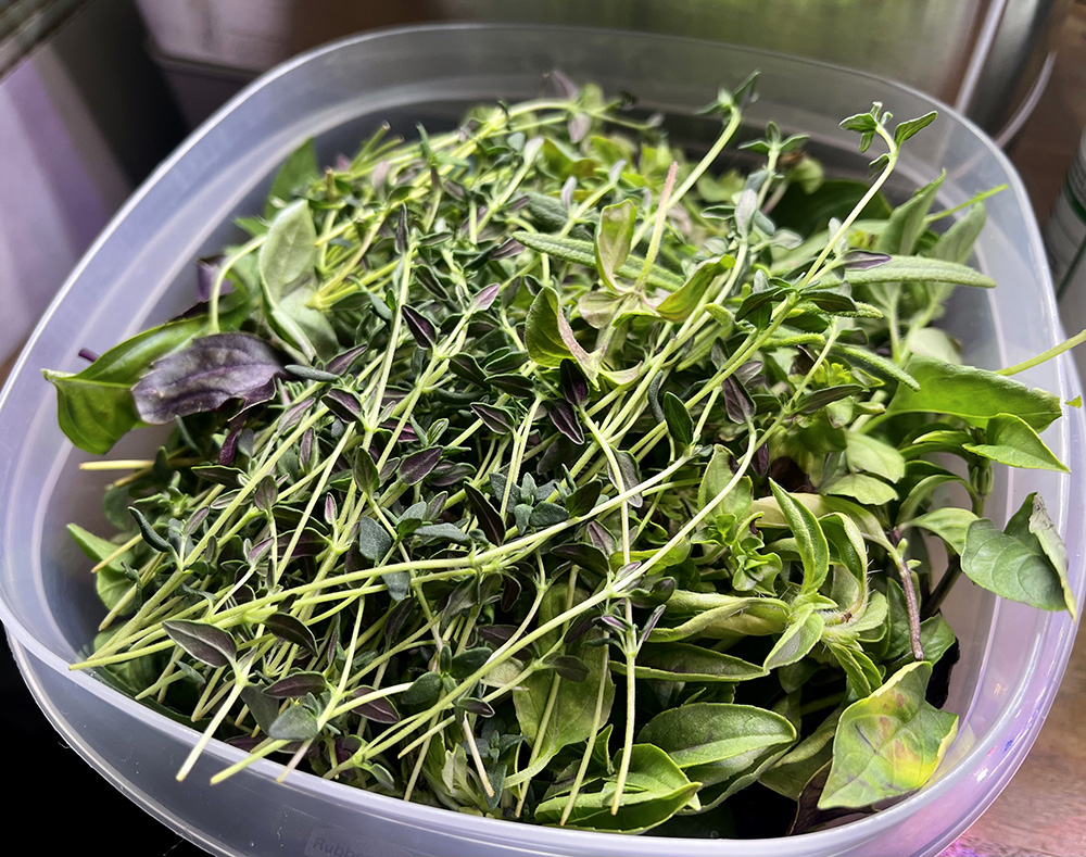 Update #10: September 1st, 2021Today was time to change water and add nutrients, so I took the opportunity to chop back my b…