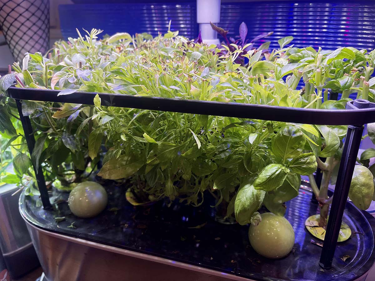 Update #11: October 1st, 2020A couple of weeks so ago my basil garden was due to be trimmed.But I was busy (and lazy!) and l…