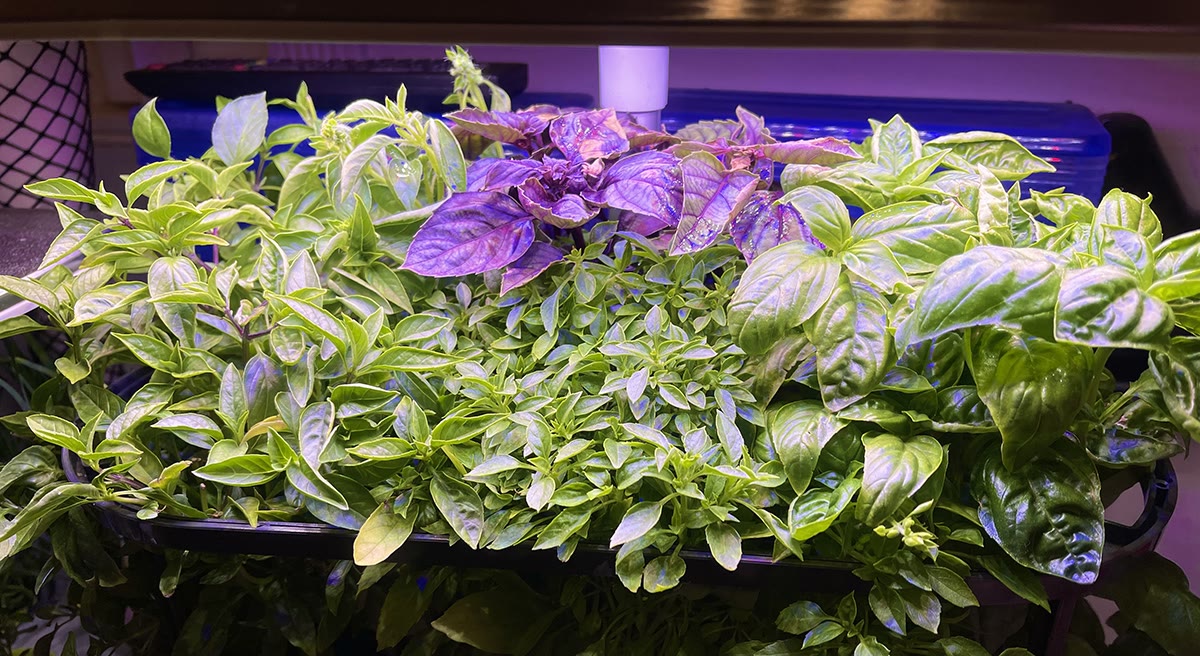 Update #11: October 1st, 2020A couple of weeks so ago my basil garden was due to be trimmed.But I was busy (and lazy!) and l…