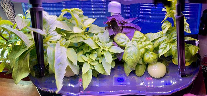 Long-Running Mixed Basil Garden in an AeroGarden Bounty Elite