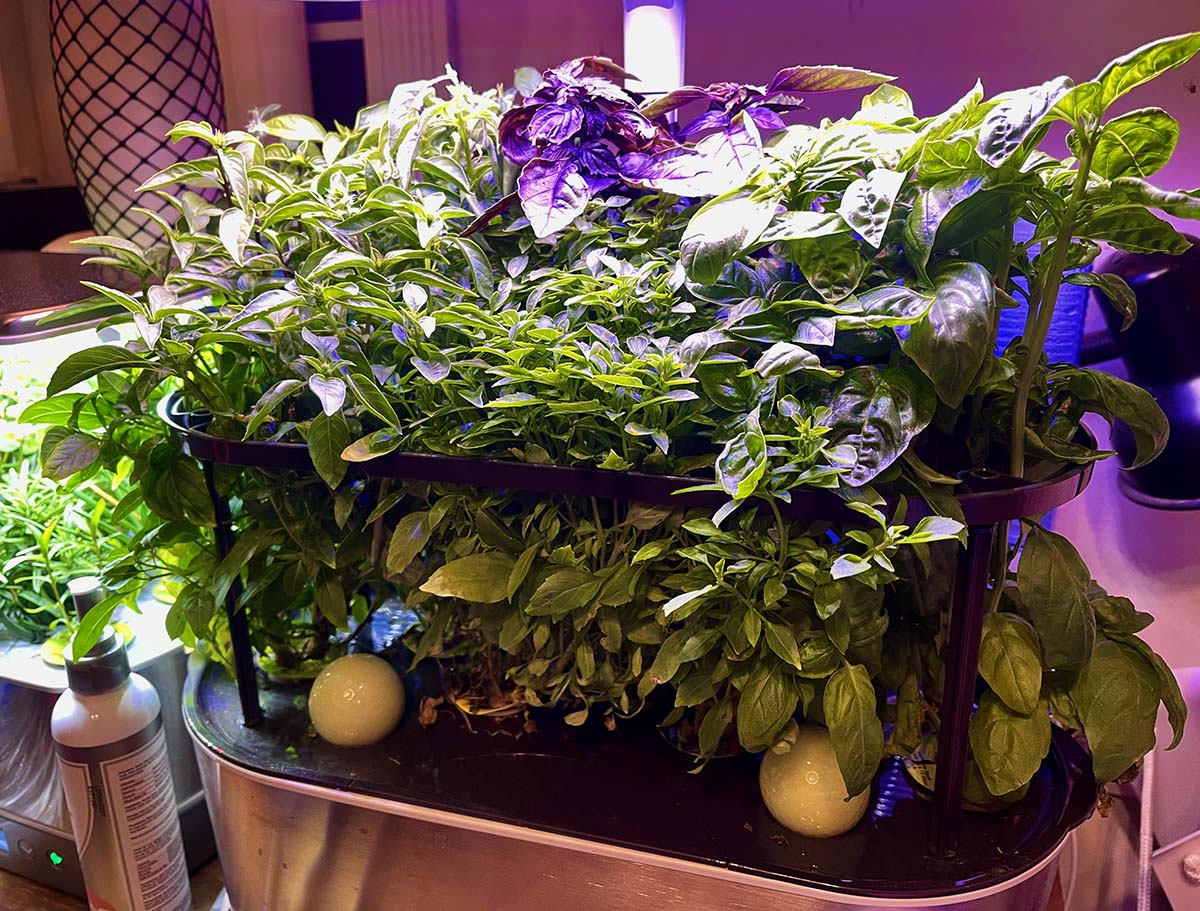 Update #11: October 1st, 2020A couple of weeks so ago my basil garden was due to be trimmed.But I was busy (and lazy!) and l…