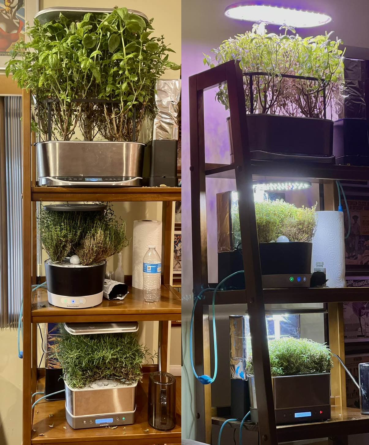 Separate Basil, Rosemary, and Thyme AeroGarden Monocultures