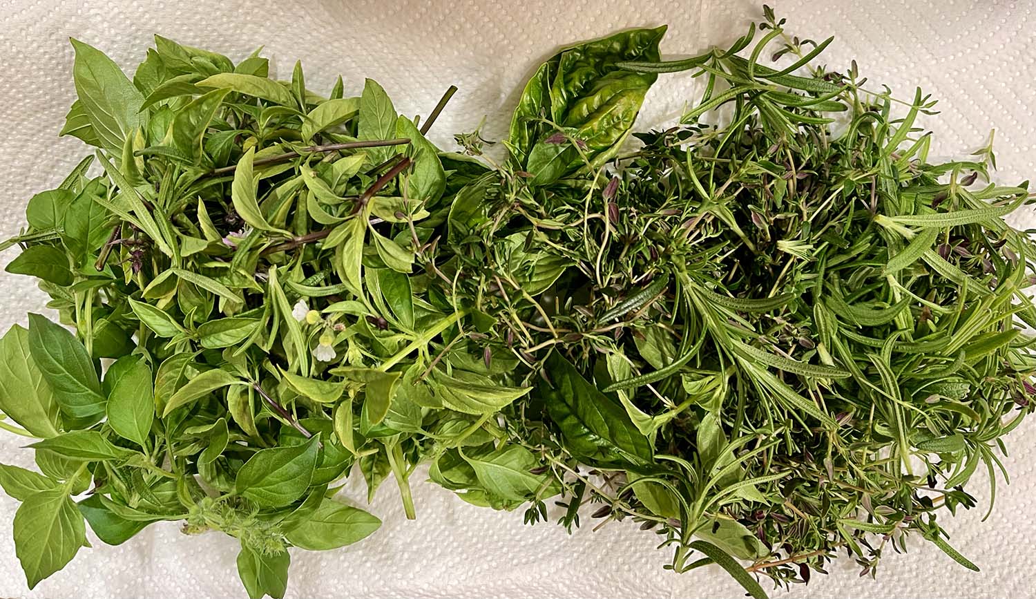Update #4: December 30, 2022I harvested the three herb gardens today.
