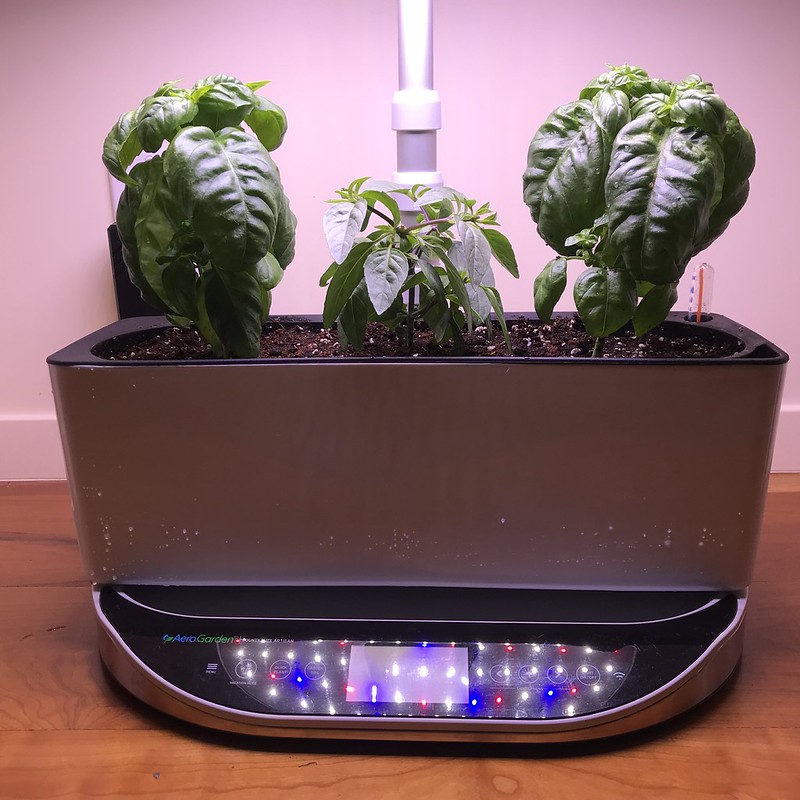 Update #10: Day 42: I thought I best get the basil plants moved to their new planter home, before the roots prohibit it! I h…