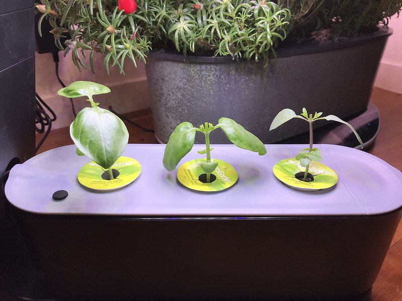 Genovese and Thai Basil Gift Project: Hydroponic Start, Soil Transplant, and Heatwave Loss