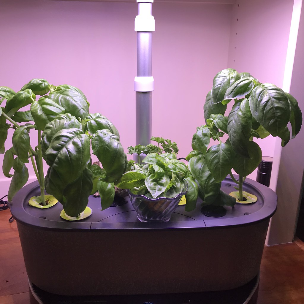 Genovese Basil and Curly Parsley with Soil Transplants and Aerovoir Vacation Test