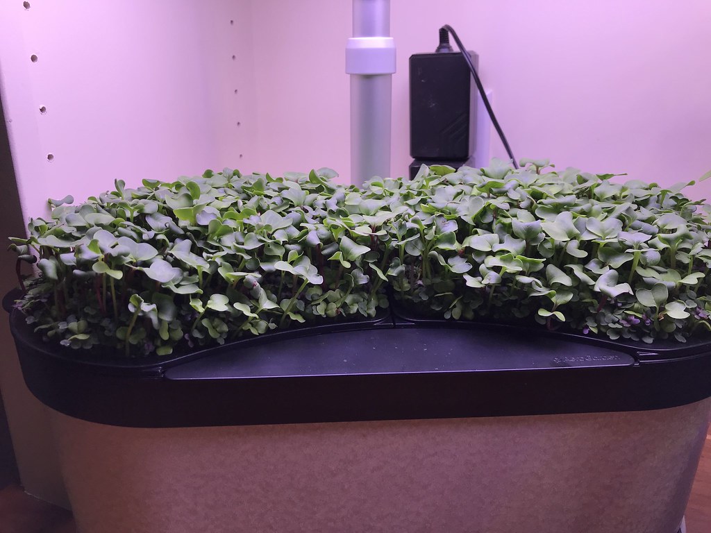 First AeroGarden Spicy Microgreens Trial