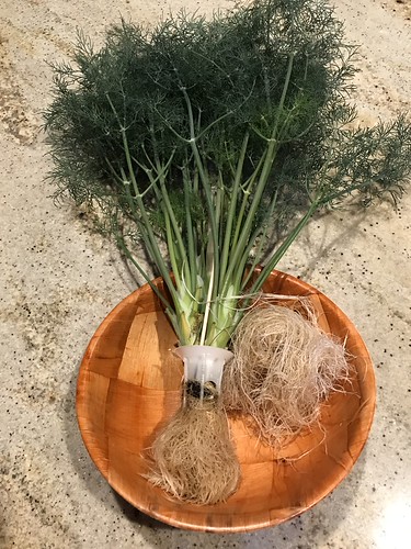 Update #9: Removed the unruly dill, dehydrated and now have homegrown dried dill for the kitchen!
