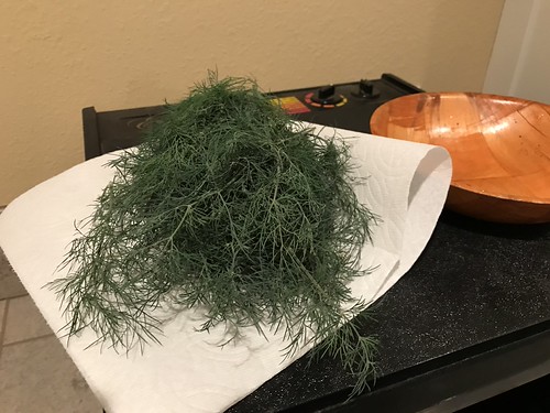 Update #9: Removed the unruly dill, dehydrated and now have homegrown dried dill for the kitchen!