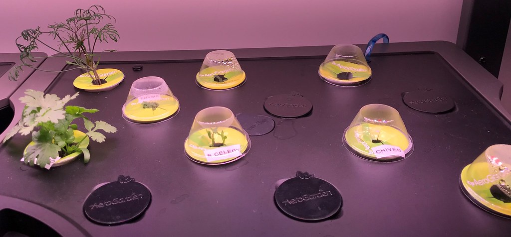 Update #5: Day 19: Basils are looking pretty good. 1 was struggling, but looking better today. Chives has final decided to …