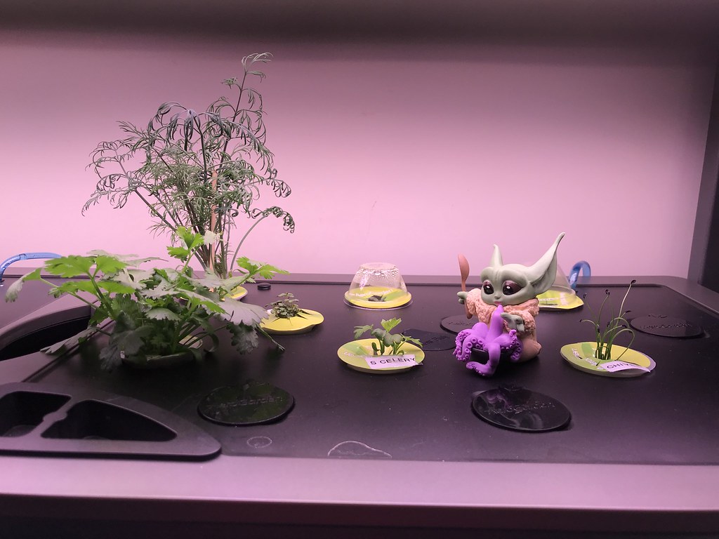 Update #7: Day 24: Marseille is much improved & getting pretty!Rosemary is still there...just taking her sweet time. I gave…