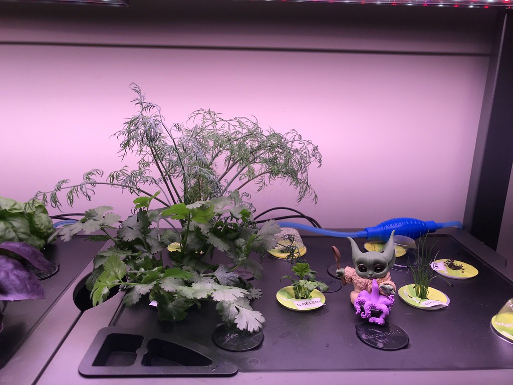 Update #8: Day 28 continued...BasilOther herbs