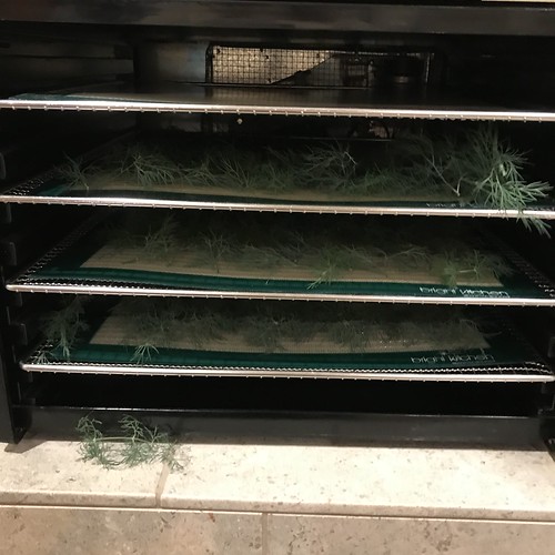 Update #9: Removed the unruly dill, dehydrated and now have homegrown dried dill for the kitchen!