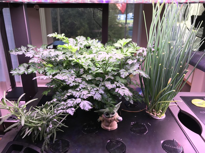 Large Mixed Herb Garden in Two AeroGarden Farm 24 Plus Units