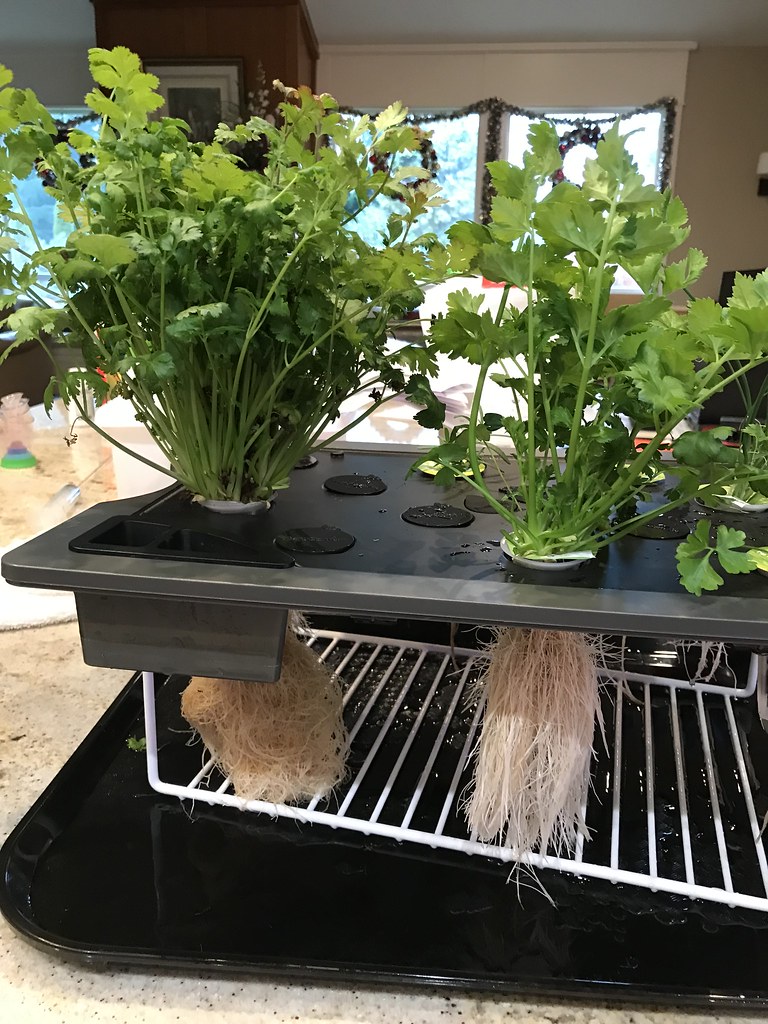 Update #10: Day 56: Did the R&R for both sides of the herb gardens today. Cleaned, trimmed, added new nutes, tested pumps. W…